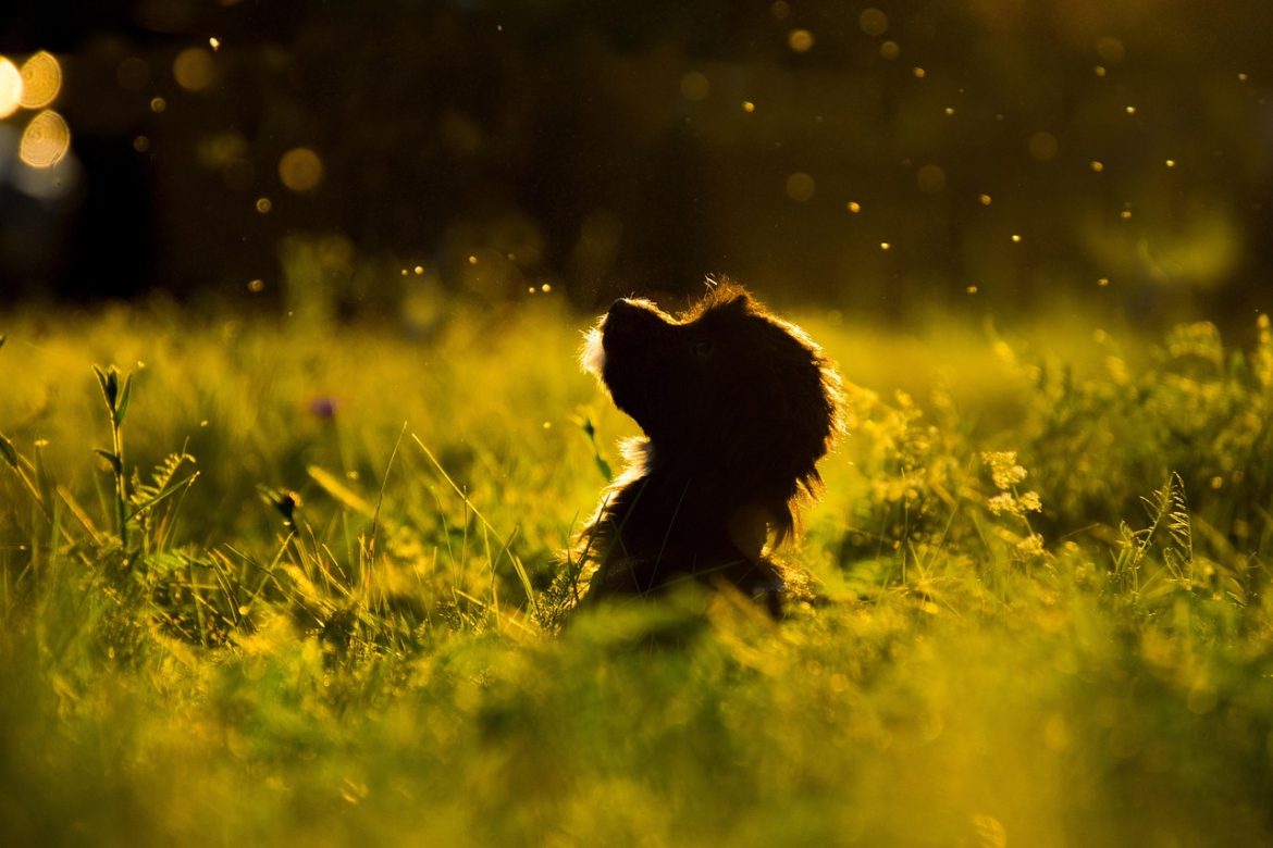 Healthy Choices for Your Furry Friend: Exploring Organic Dog Food Options