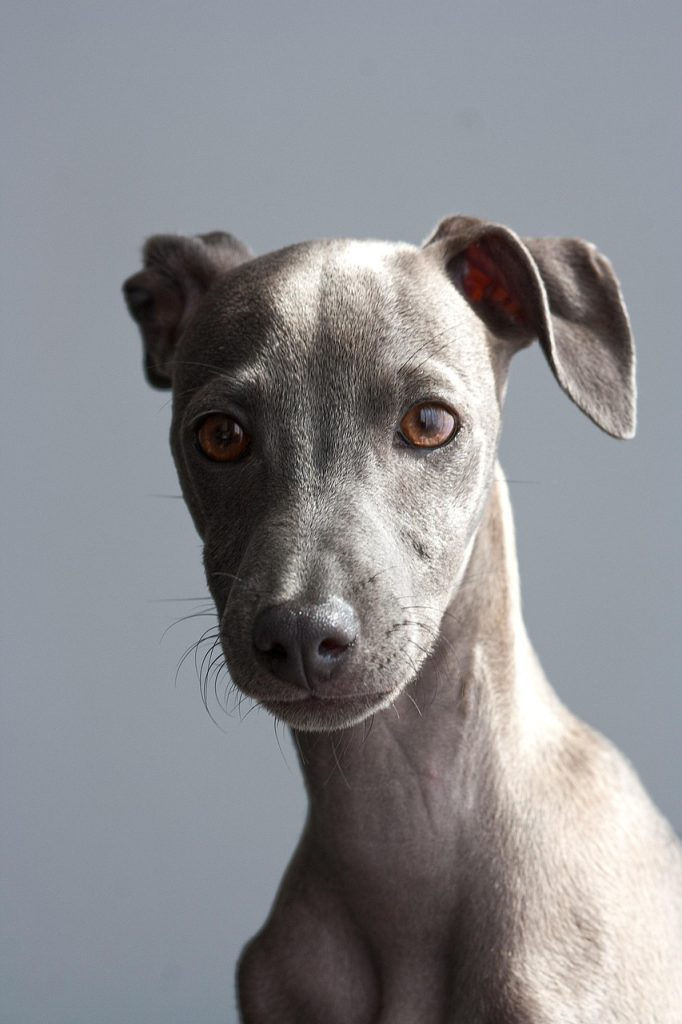 Raw Food Diet for Dogs: Benefits