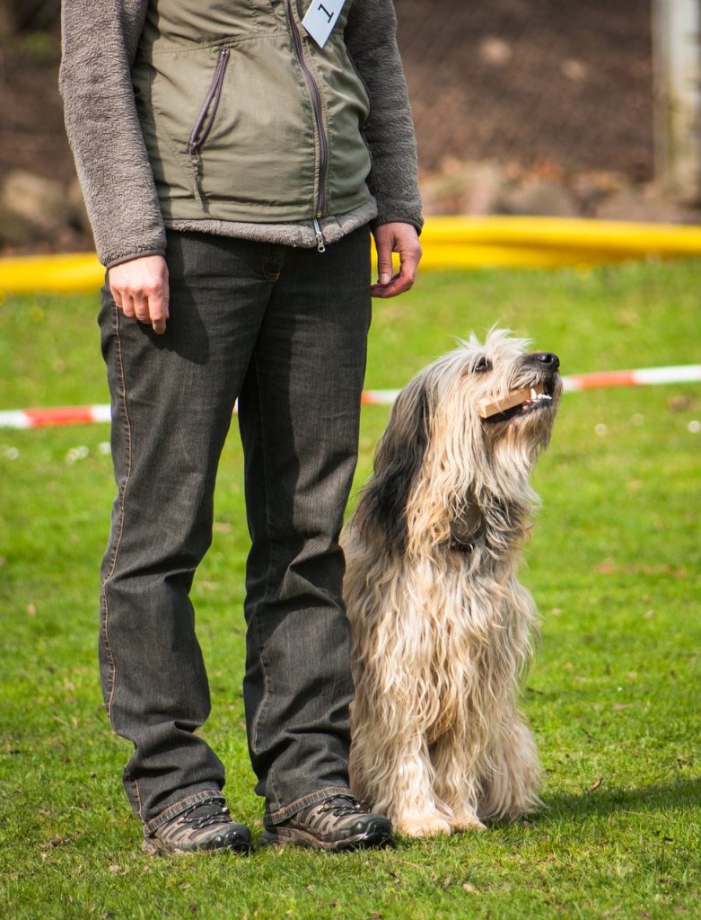 Mastering Canine Manners: Essential Dog Training Tips for A Harmonious Home