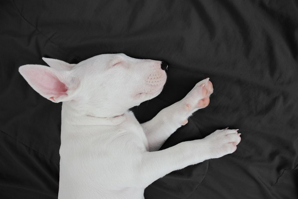 Compact Canines: Best Small Dogs for Small Spaces
