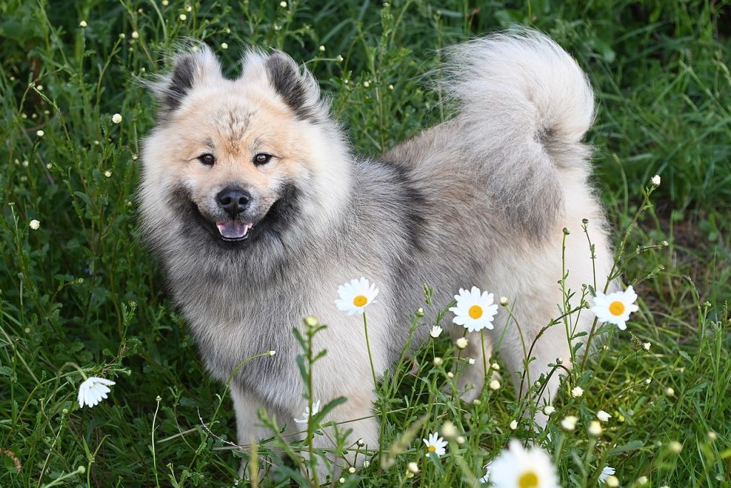 Top Athletic Dog Breeds for Active Lifestyles