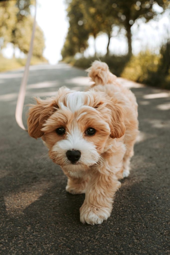 Healthy Human Foods for Your Dog: Apples