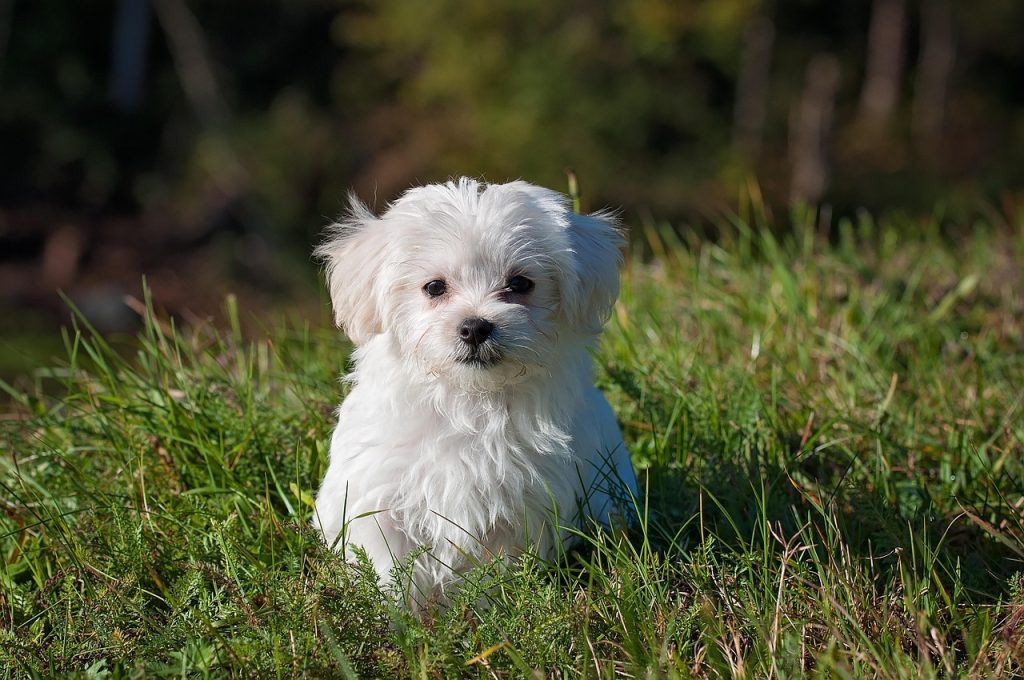 Winter Wellness: Essential Dog Care Tips for the Cold Season