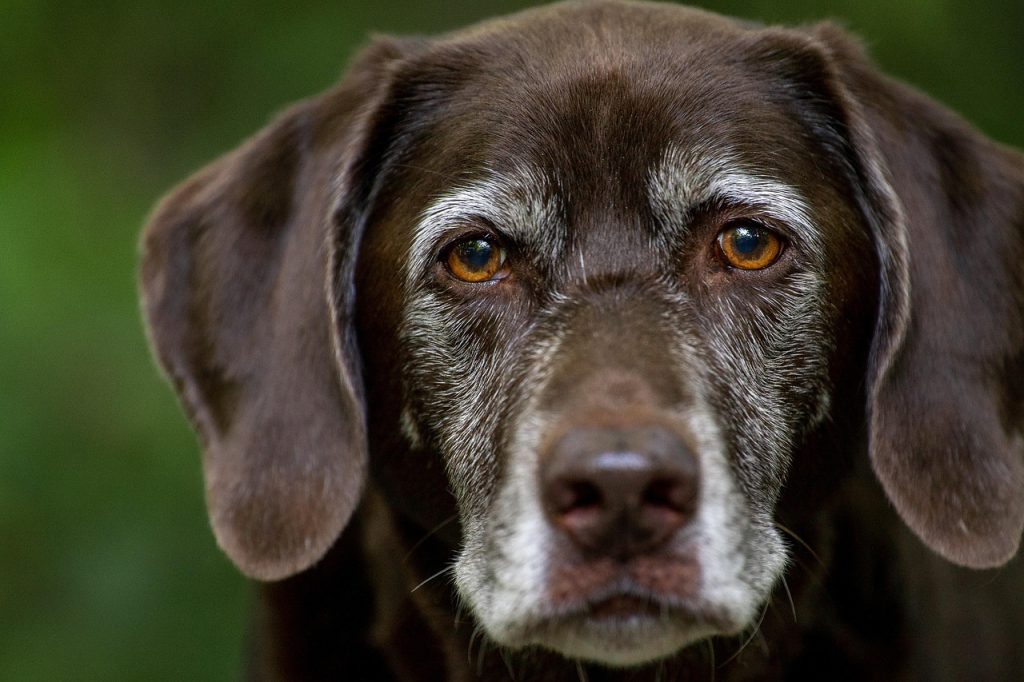 Top Choices for High-Protein Dog Food