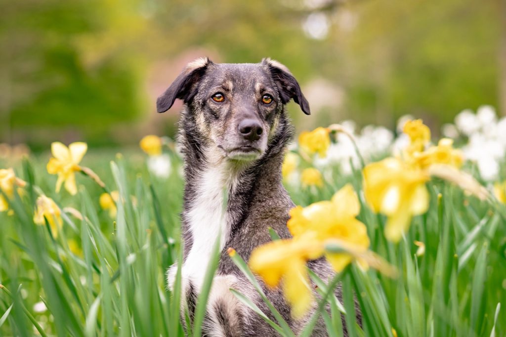 Poodle vs. Dachshund: Which Breed Suits You Best?