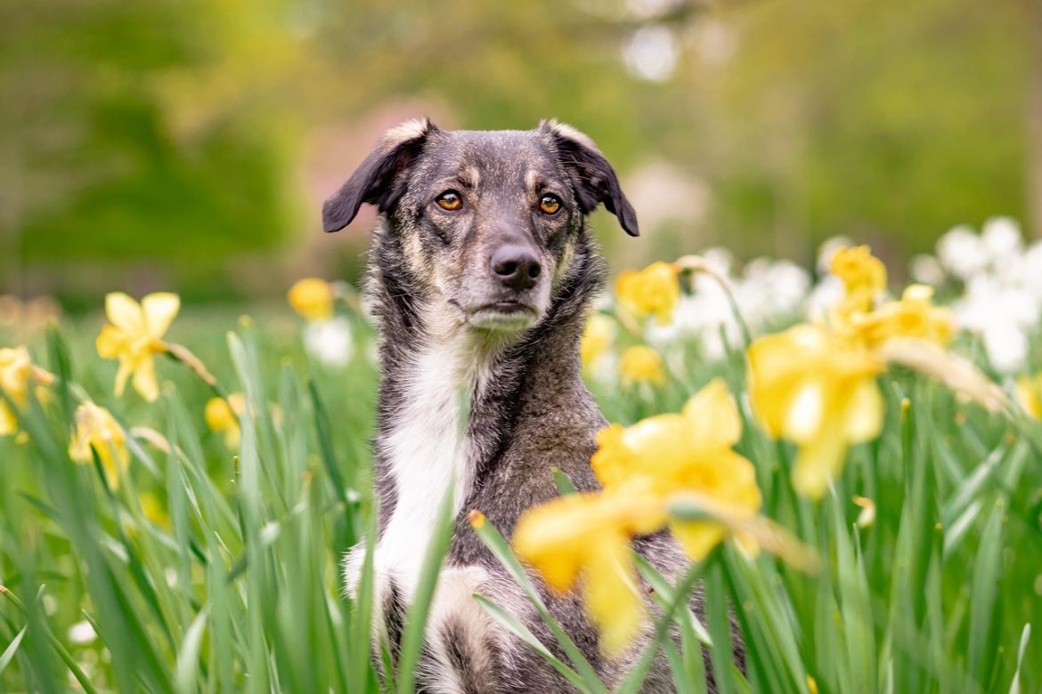 Poodle vs. Dachshund: Which Breed Suits You Best?