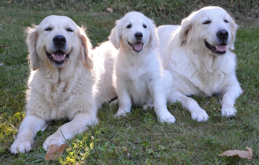 The Secrets of Effective Clicker Training for Dogs