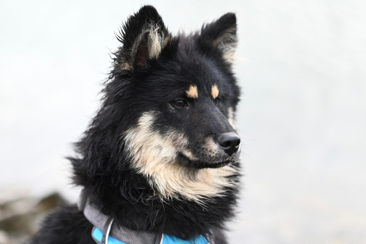 Packing Essentials for Traveling with Your Pooch