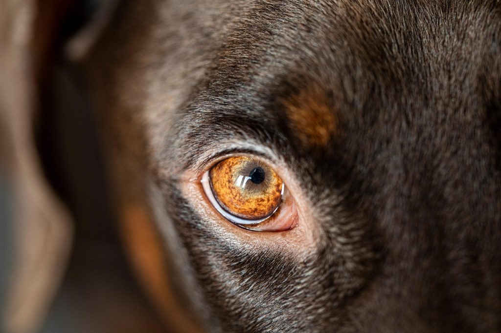 Securing Your Home: Essential Safety Tips for Dogs