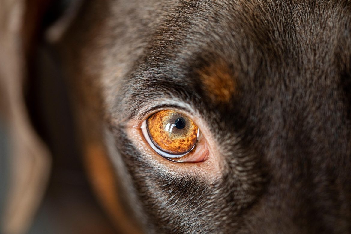 Securing Your Home: Essential Safety Tips for Dogs