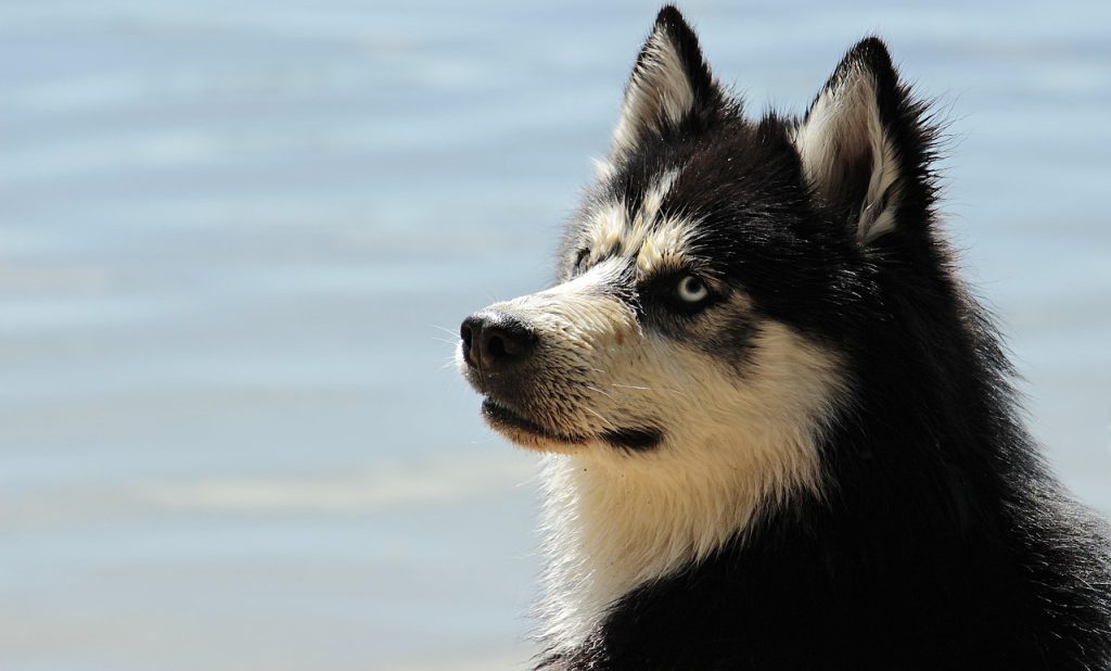 Unleashed Energy: Top Breeds for Active Lifestyles