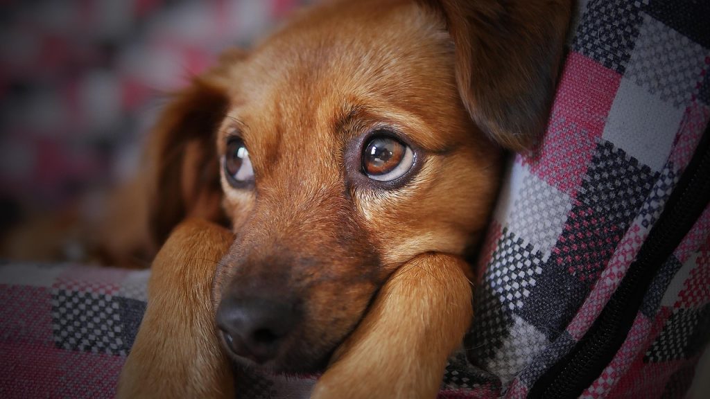 Puppy Training Essentials: A Beginner's Guide to Raising the Perfect Pooch