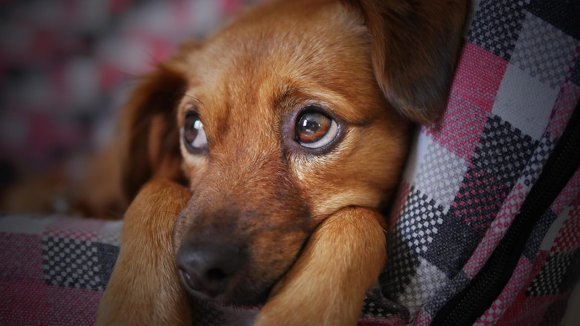 Puppy Training Essentials: A Beginner's Guide to Raising the Perfect Pooch
