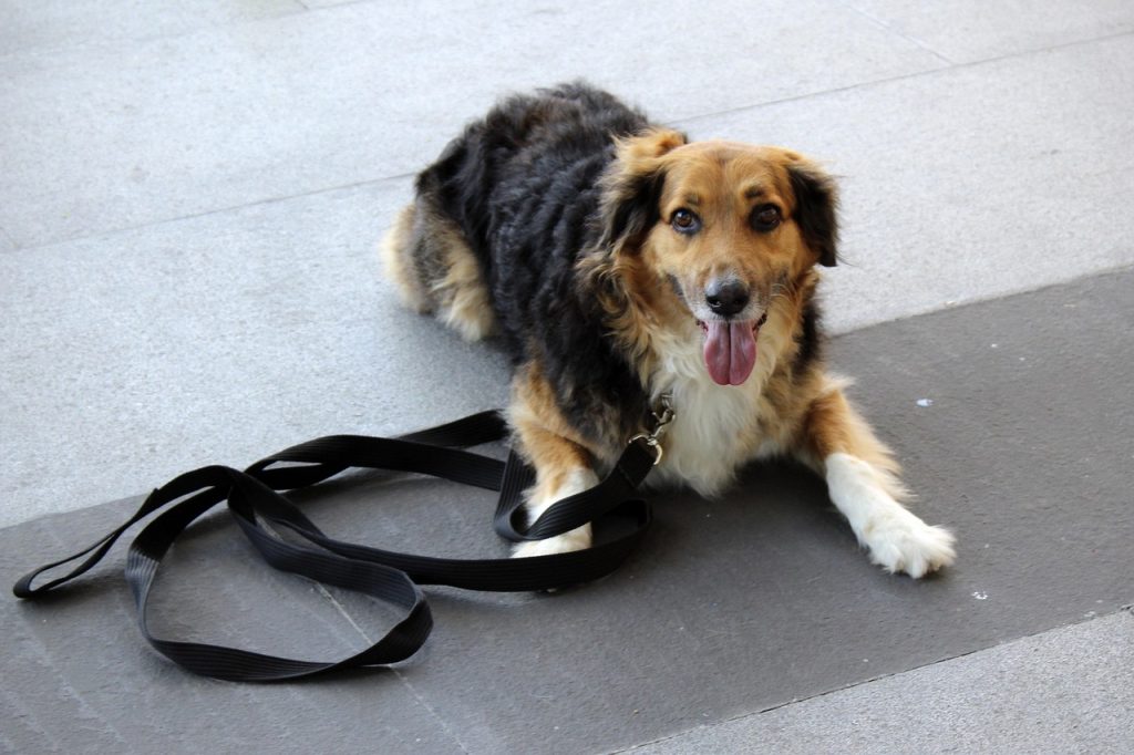 Quick Tips for Effective Puppy Potty Training