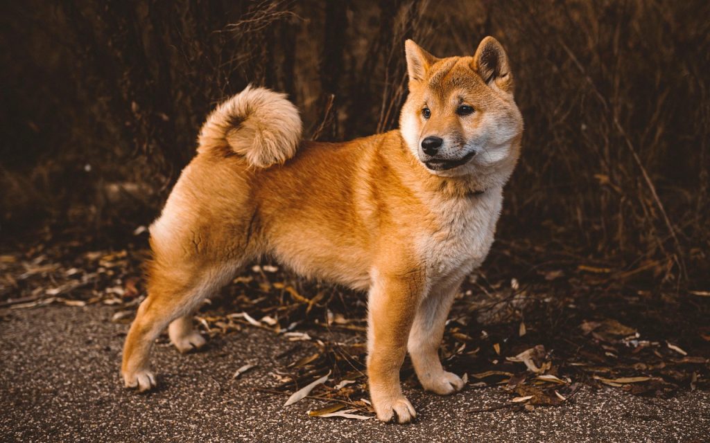 Top Small Dog Breeds: Unveiling Ultimate Cuteness