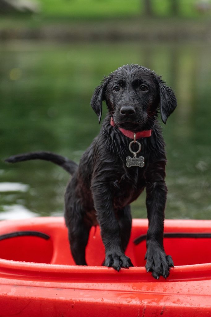 Mastering Dog Obedience: A Comprehensive Guide to Daily Training Routines