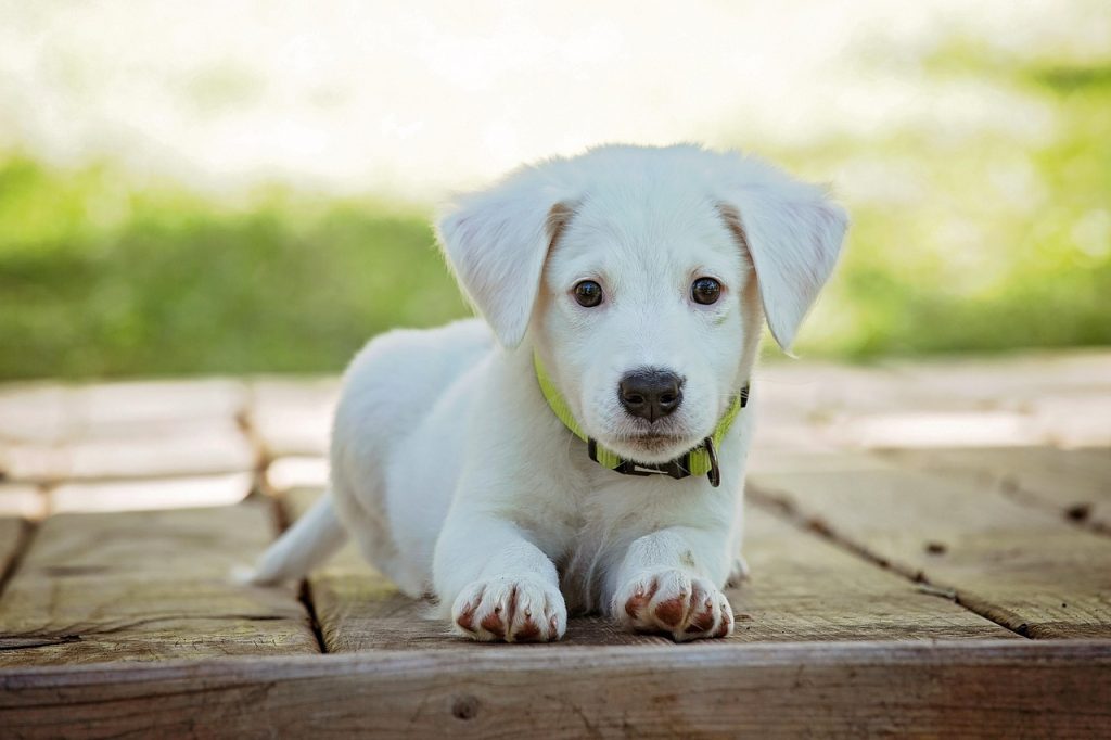 Raw Deal or Top Meal? Exploring the Pros and Cons of a Raw Food Diet for Dogs