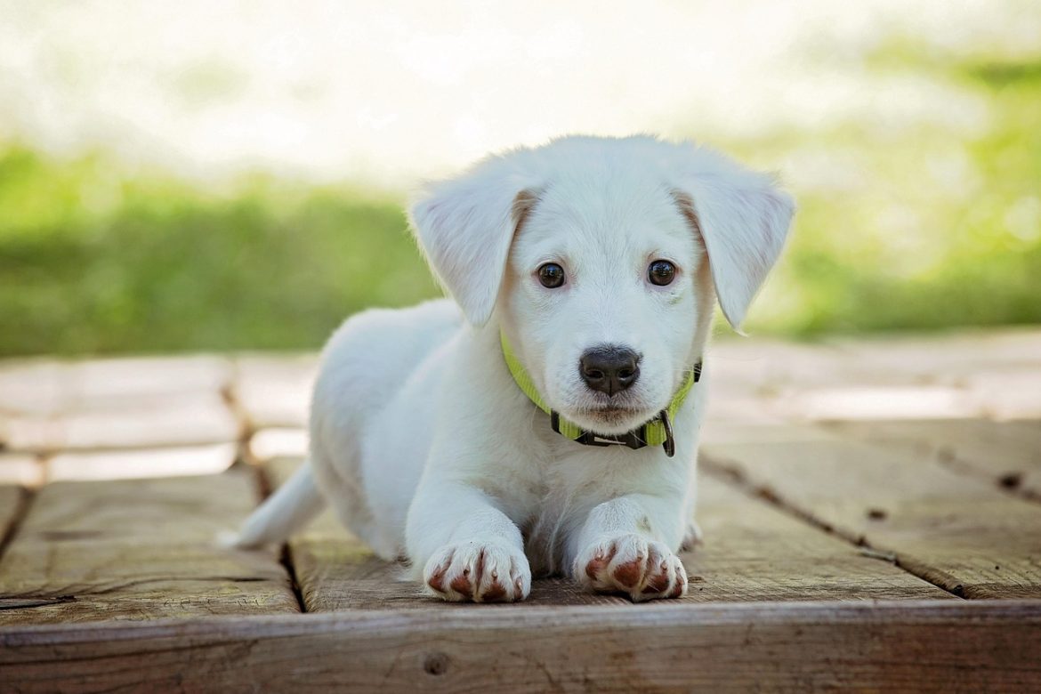 Raw Deal or Top Meal? Exploring the Pros and Cons of a Raw Food Diet for Dogs
