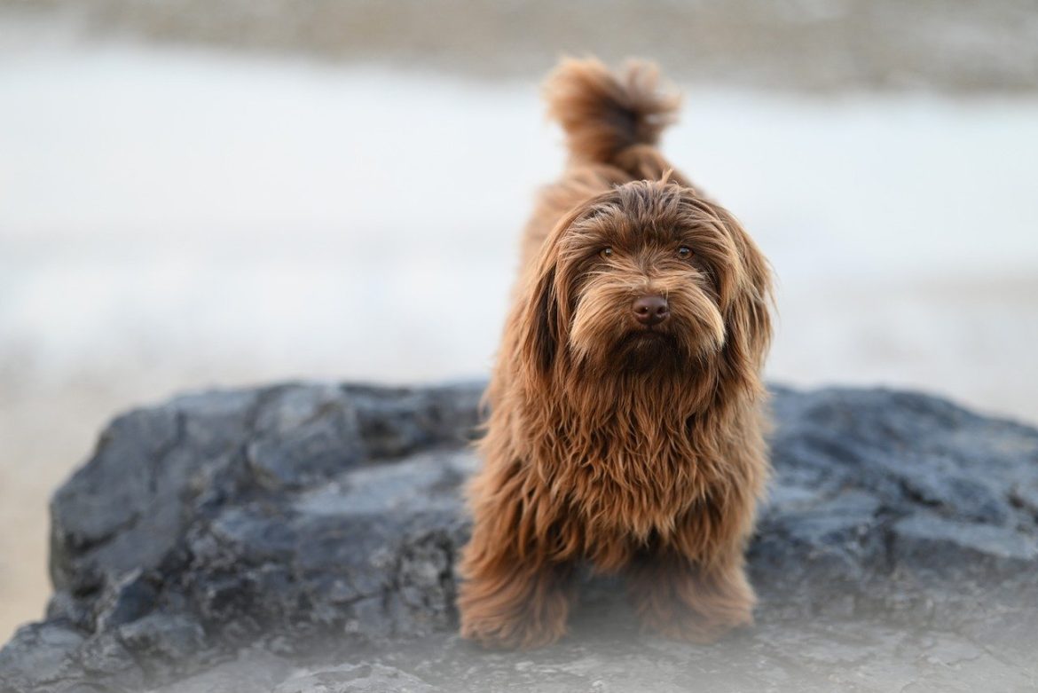 Canine Caution: How to Create a Hazard-Free Home for Your Dog