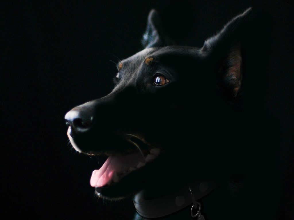 Green Paws: Eco-Friendly Dog Care Tips