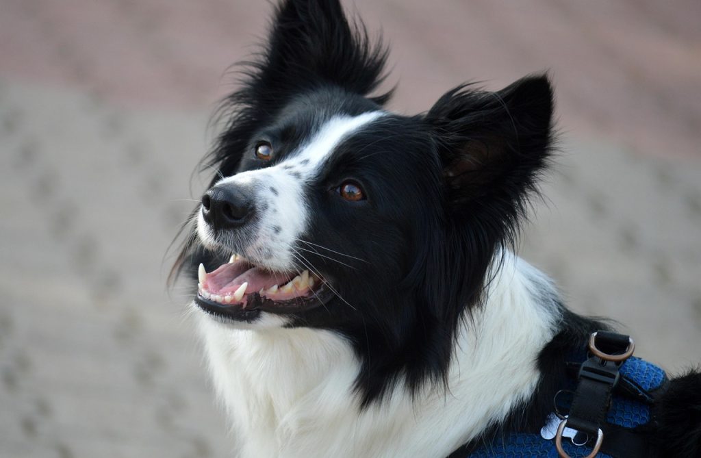 Top Small Dog Breeds for Apartment Living