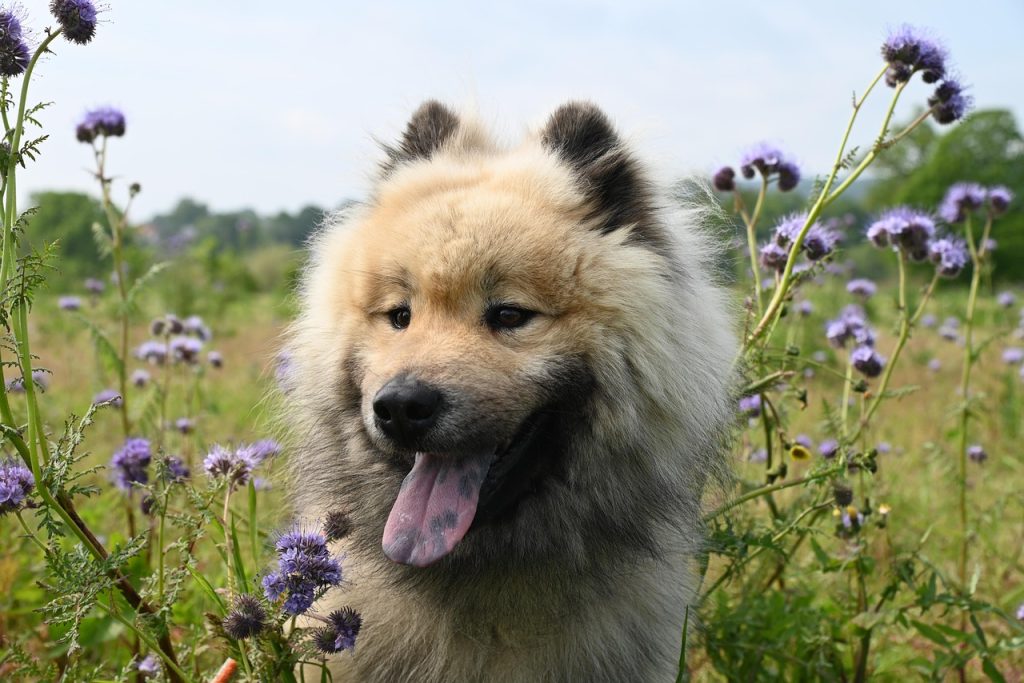 Protecting Paws and Tails: Comprehensive Safety Guide for Dogs at Home
