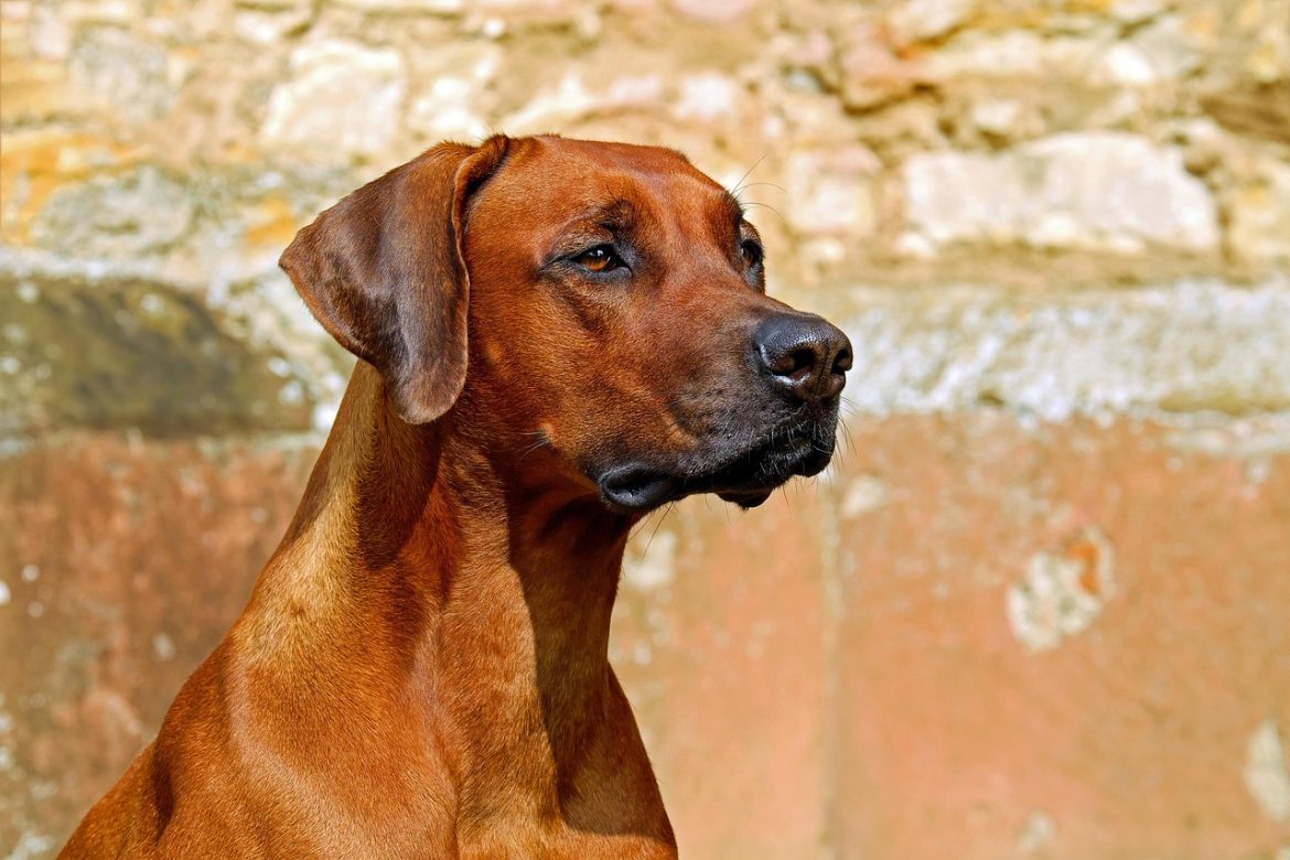 Sustainable Pet Parenting: How to Raise an Environmentally Friendly Dog
