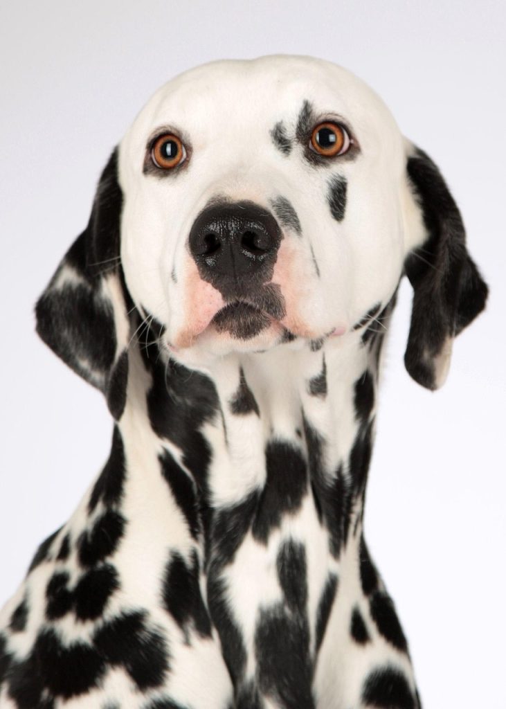 Top Low-Maintenance Dog Breeds for Busy Lifestyle Enthusiasts
