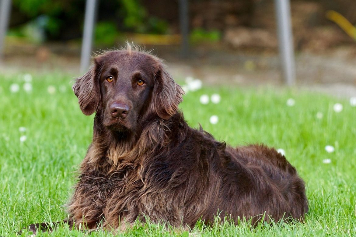 Robust Canines: Top Dog Breeds With Minimal Health Issues