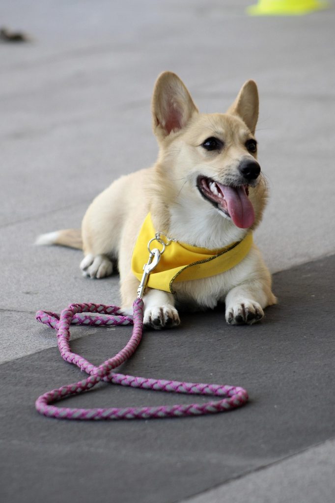 Common Dog Training Errors