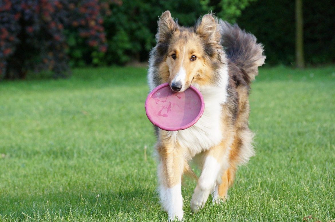Effortless Dog Care Strategies