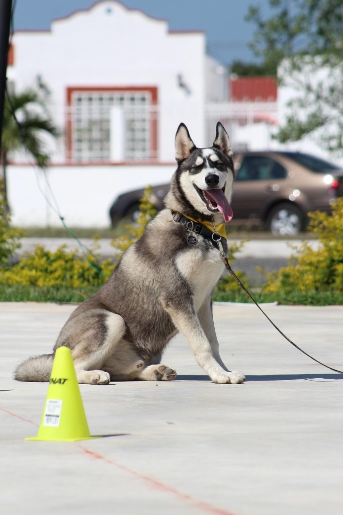 Mastering Puppy Socialization: Essential Tips for a Well-Behaved Pet