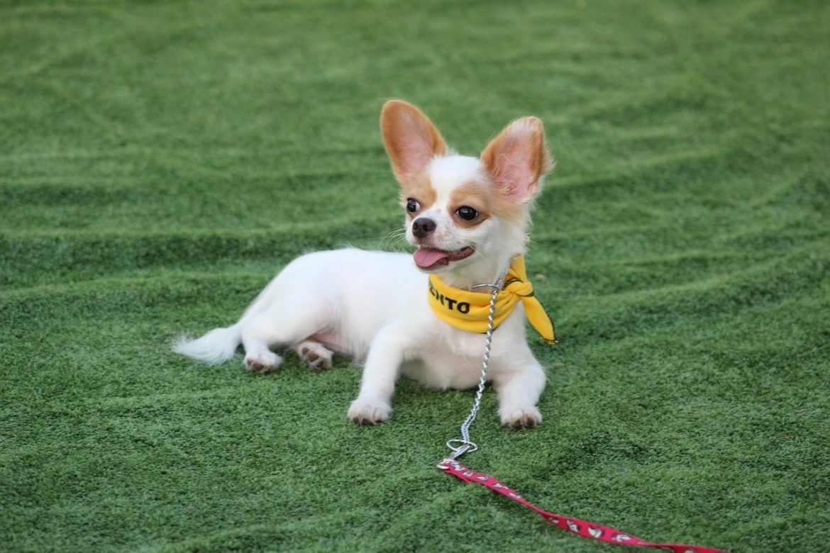 Unlocking Communication: The Power of Clicker Training for Dogs