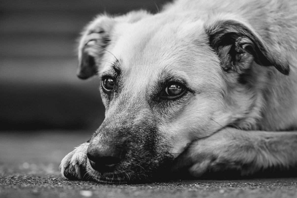 Keep Fido Fit: Simple Strategies for Your Dog's Well-being