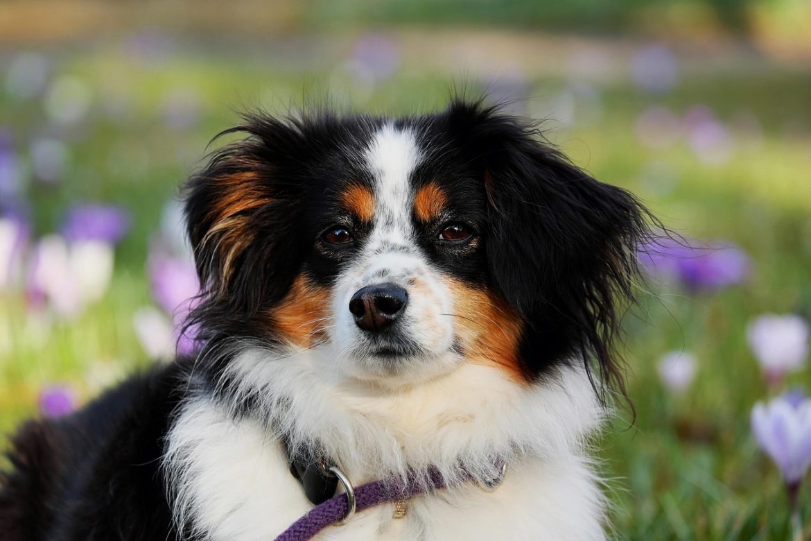 Essential Tips for Maintaining Your Dog's Health