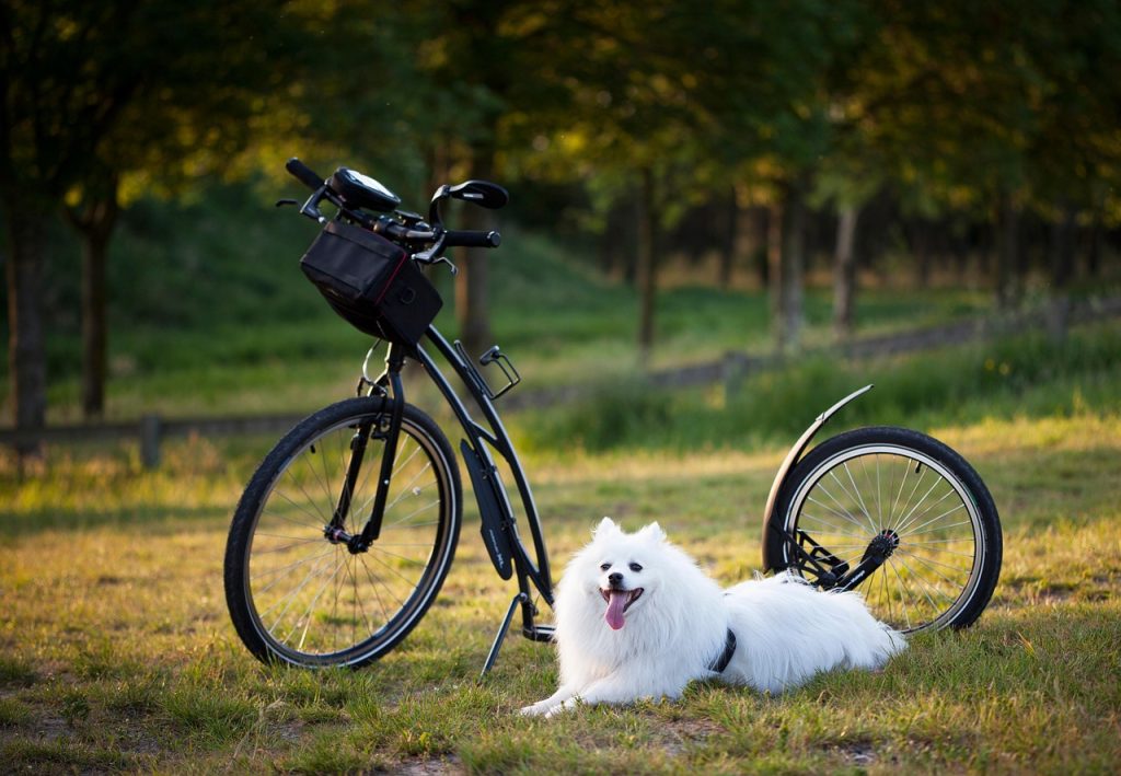 Unlocking Joyful Bonds: Exploring Positive Reinforcement in Dog Training