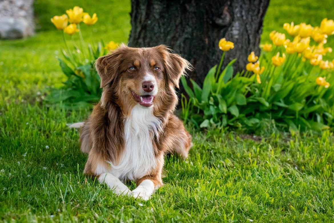 Exploring the Great Outdoors with Your Large Canine Companion