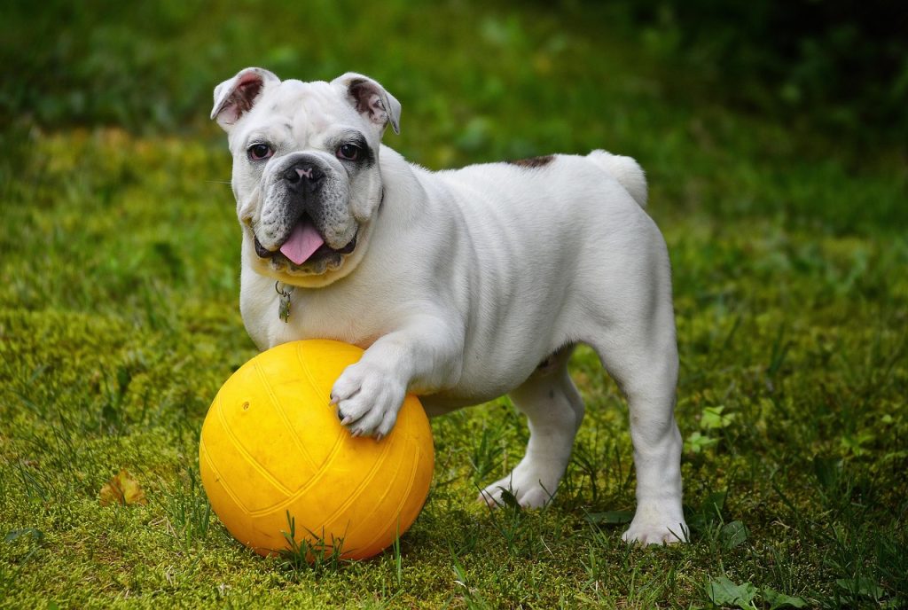 Essential Tips for a Healthy Daily Dog Care Routine
