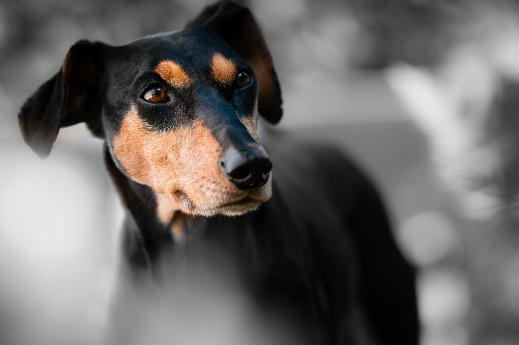 Top Intelligent Dog Breeds Ranked for Trainability: Border Collie