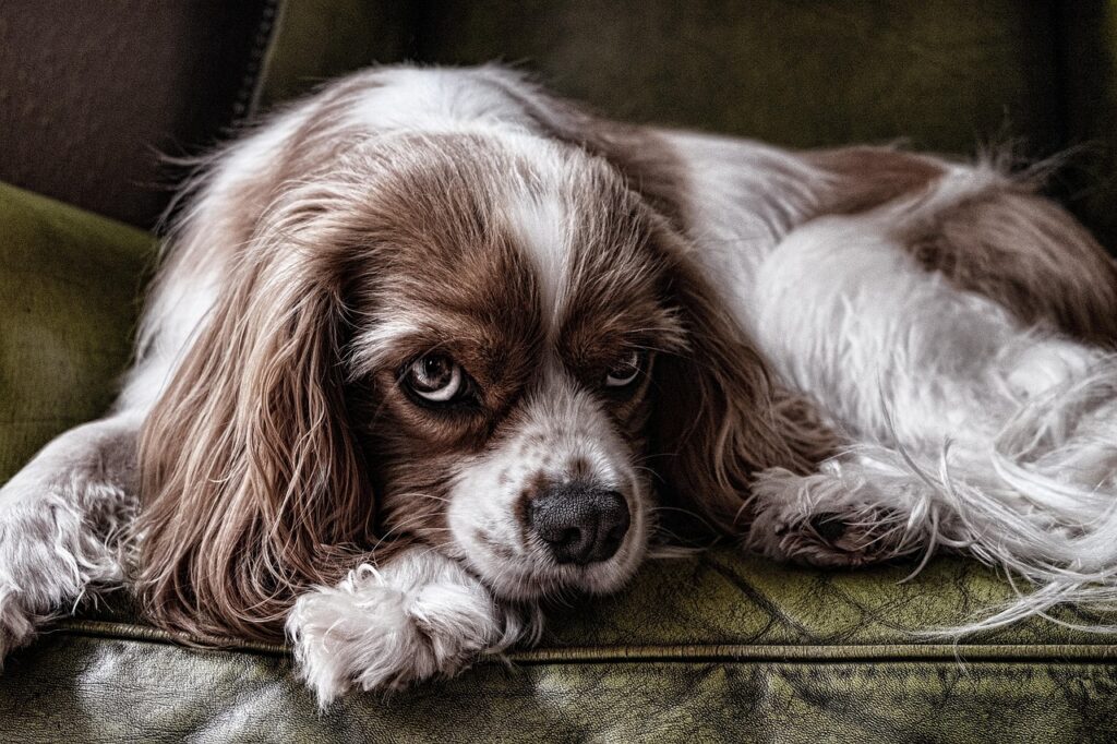 Top Dog Breeds with Minimal Health Issues: Australian Cattle Dog
