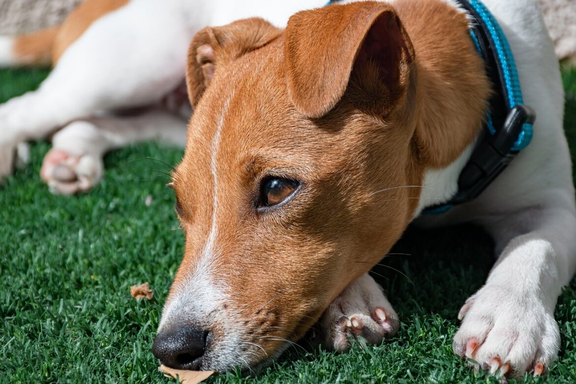Top Small Dog Breeds That Exude Cuteness