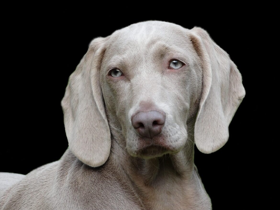 Exploring the Shadows: The World of Rare Dog Breeds