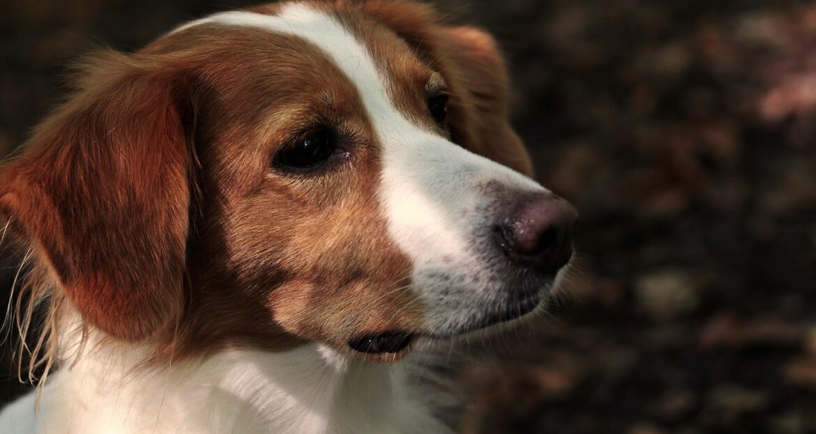 Sniffle-Free Companions: Top Hypoallergenic Dog Breeds for Allergy Sufferers