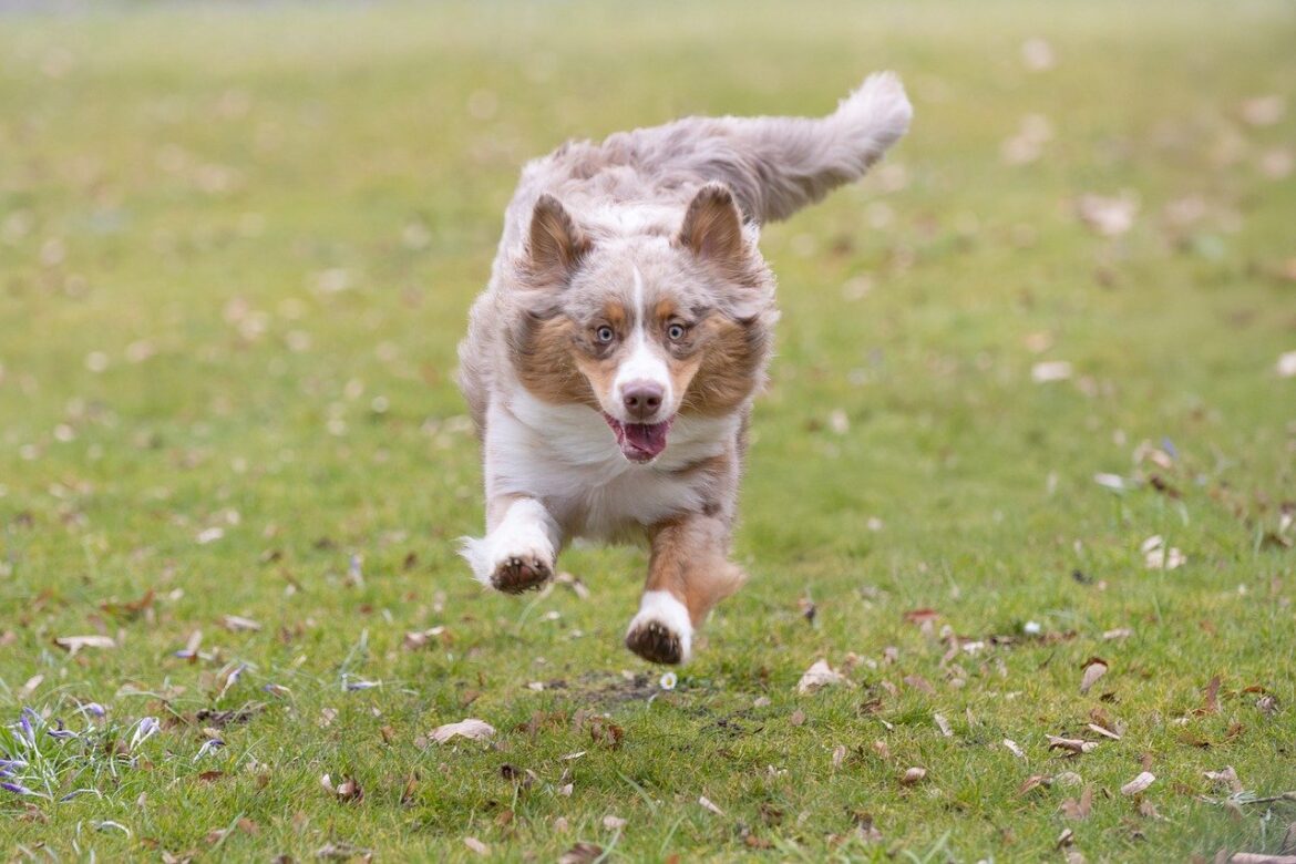 Top Low-Maintenance Dog Breeds for Busy Individuals