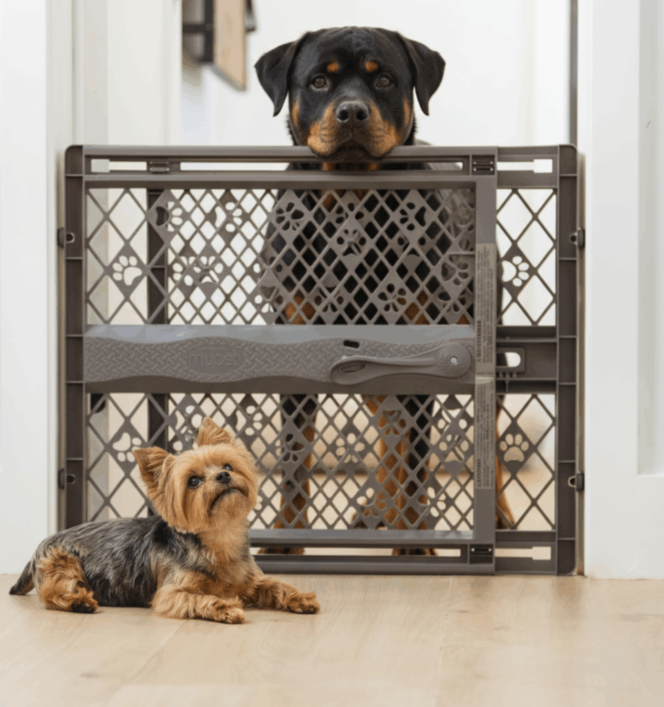A large black and tan Rottweiler stands behind a gray plastic dog gate, looking over the top. A small Yorkshire Terrier with tan and dark fur is sitting on the light wood floor in front of the gate, looking up. The gate is positioned in a doorway between two white walls.