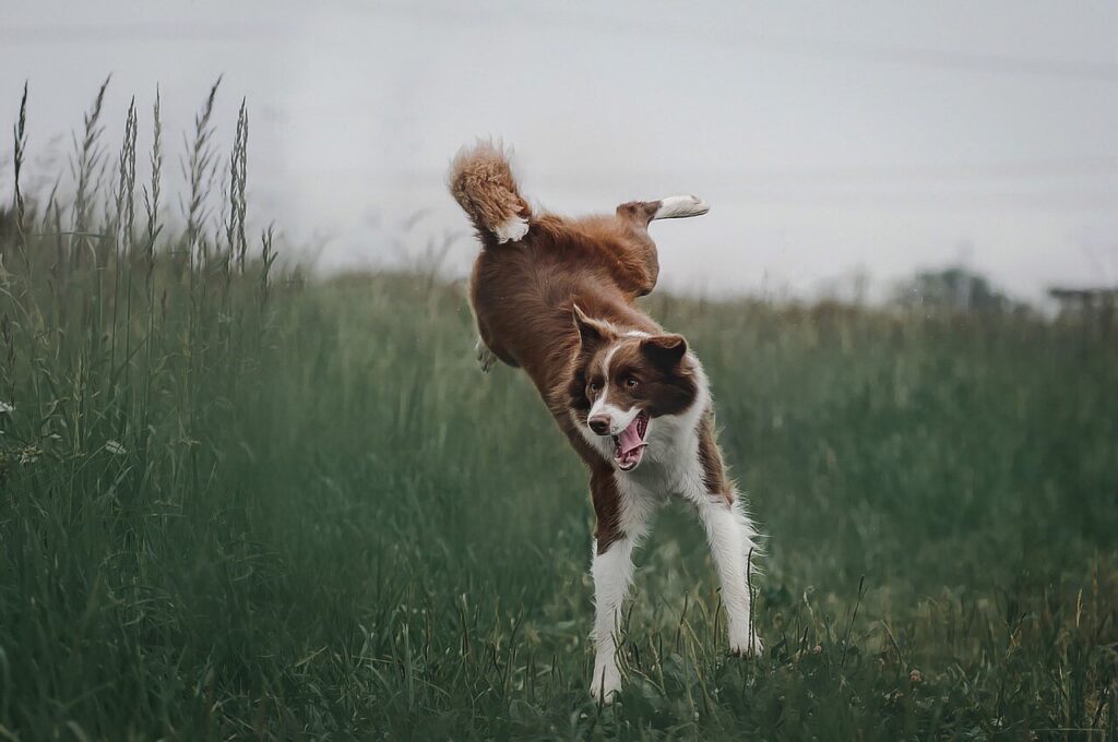 Timeless Companions: Exploring Ancient Canine Lineages