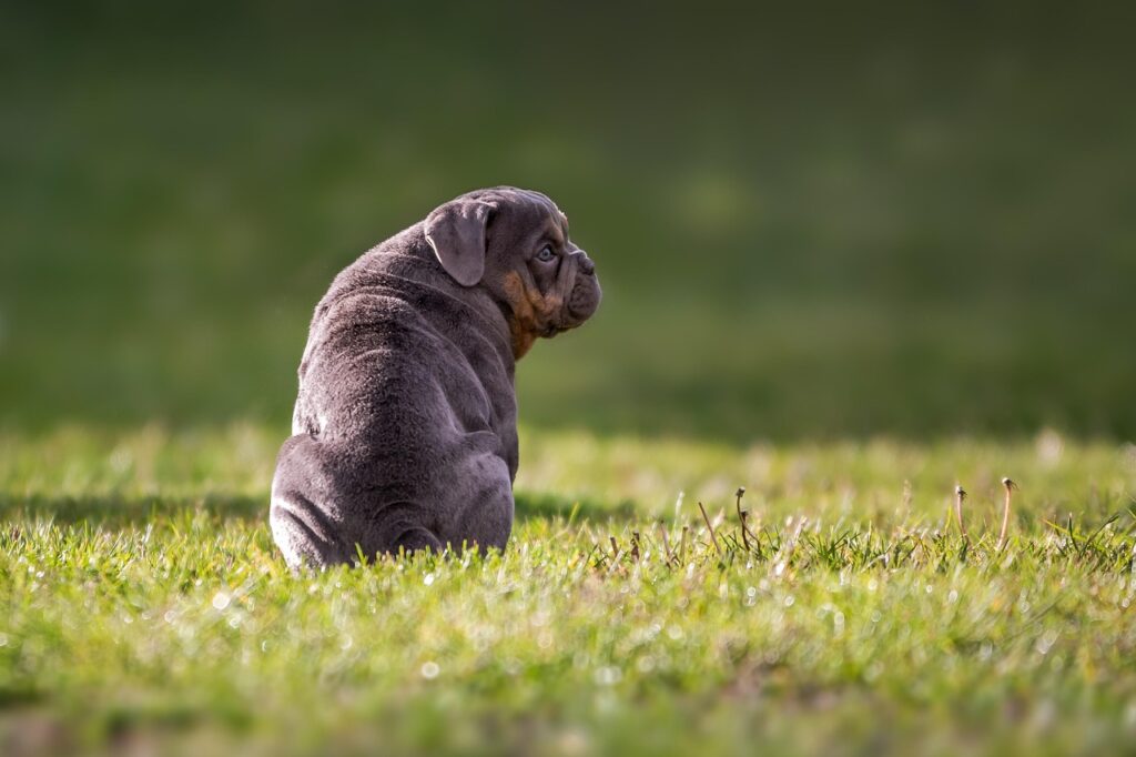 Top Breeds for Active Owners: The Best Large Dogs for an Energetic Lifestyle