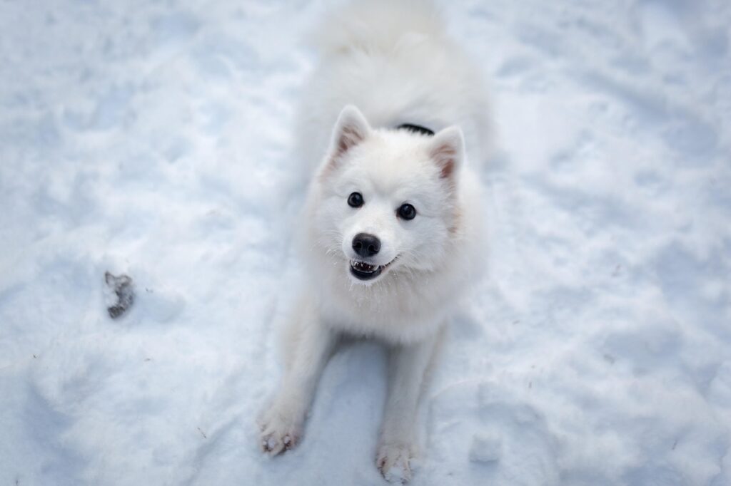 Pint-Sized Pooches: Adorable and Compact Dog Breeds