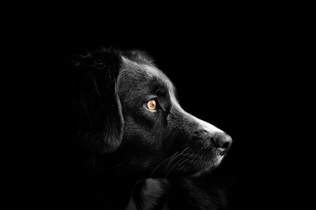 Mysterious Canines Unveiled: Discovering Unique Dog Varieties