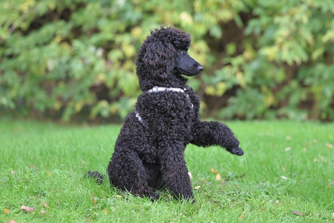 Perfect Pooches for Outdoor Enthusiasts